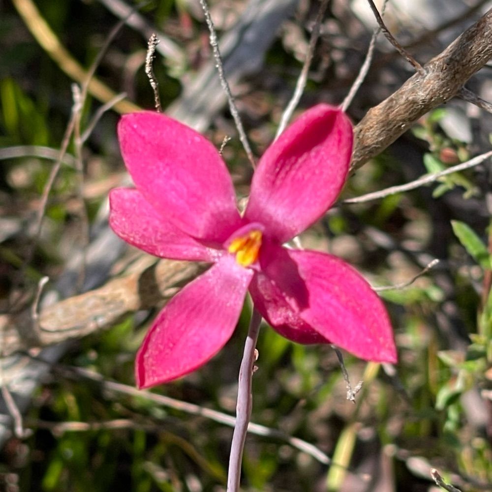 Flora Surveying