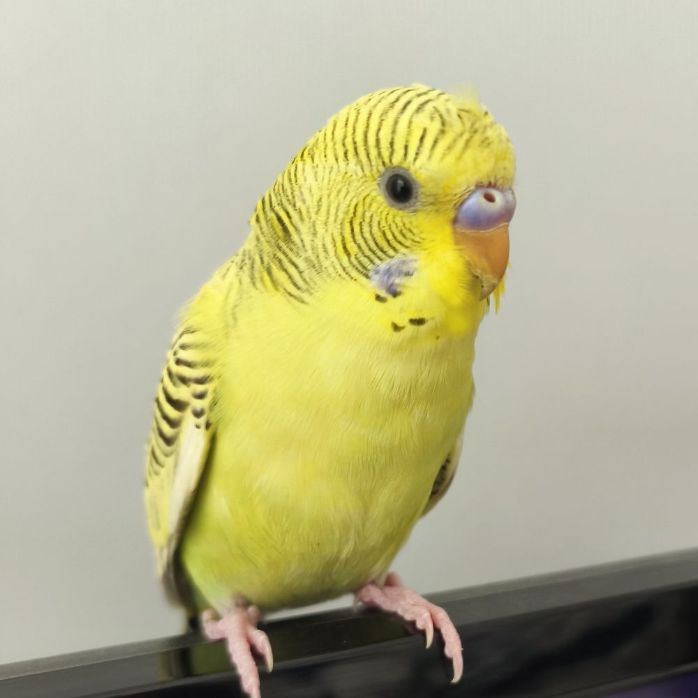 Limon