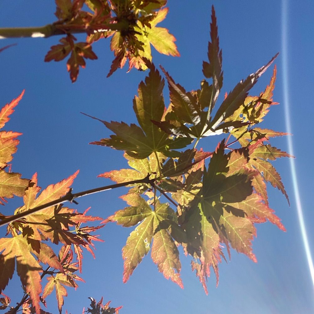 Maple Mind
