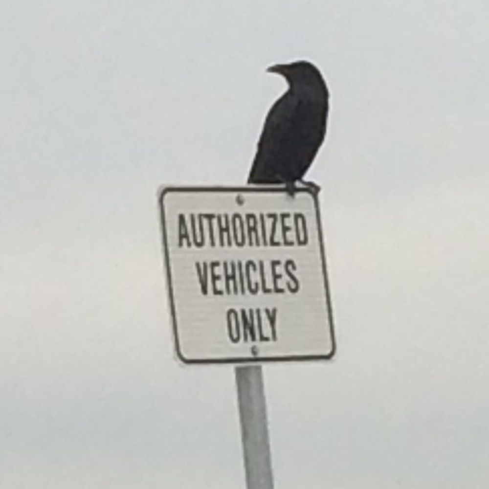 Crow (Dylan)