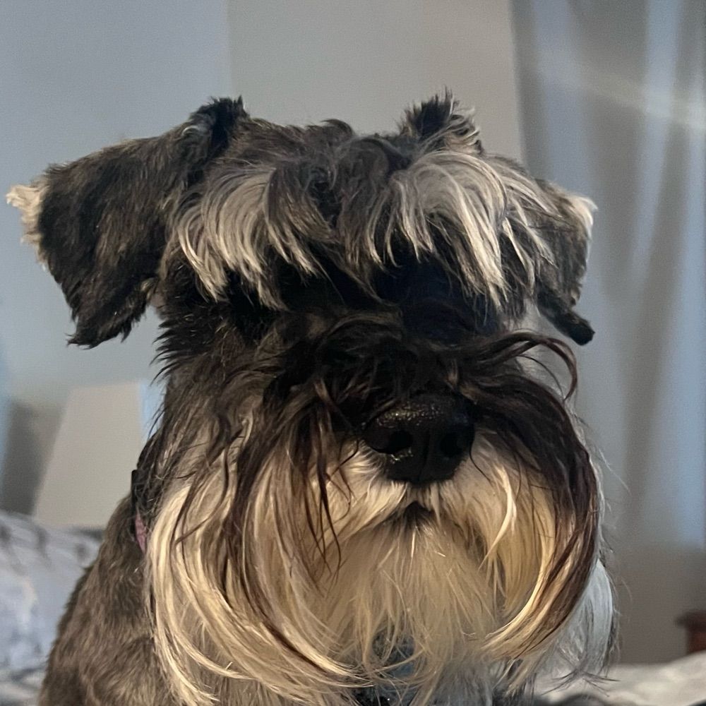 Izzy Schnauzer🐾