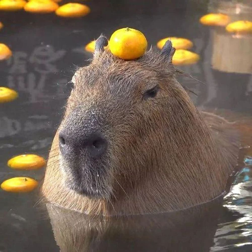 Capybarabara