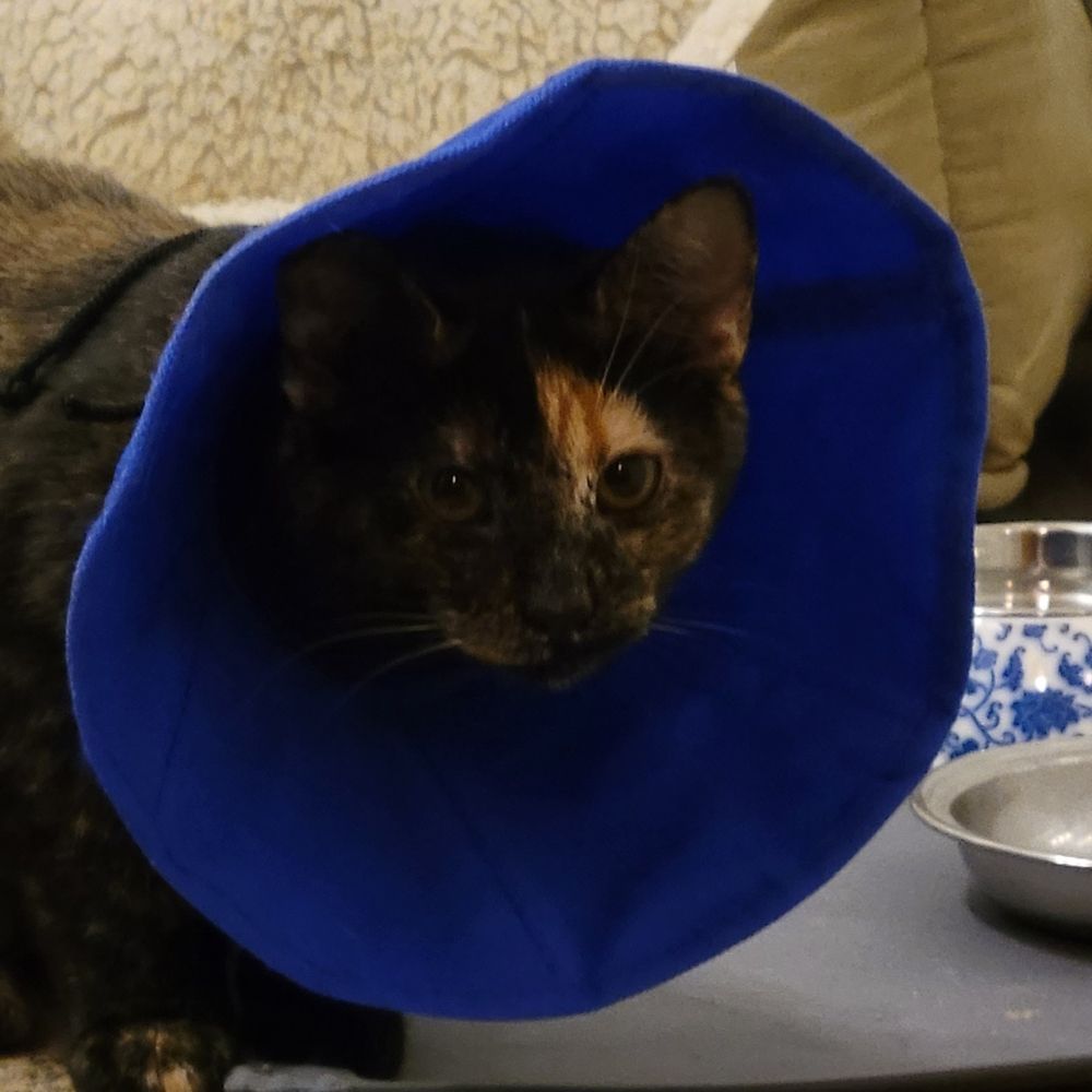 magnus-ember.bsky.social