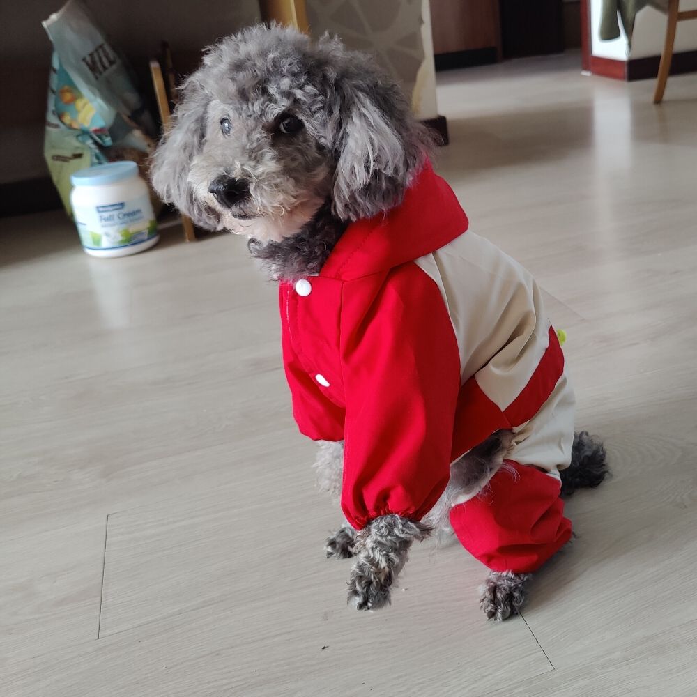 傻大猫