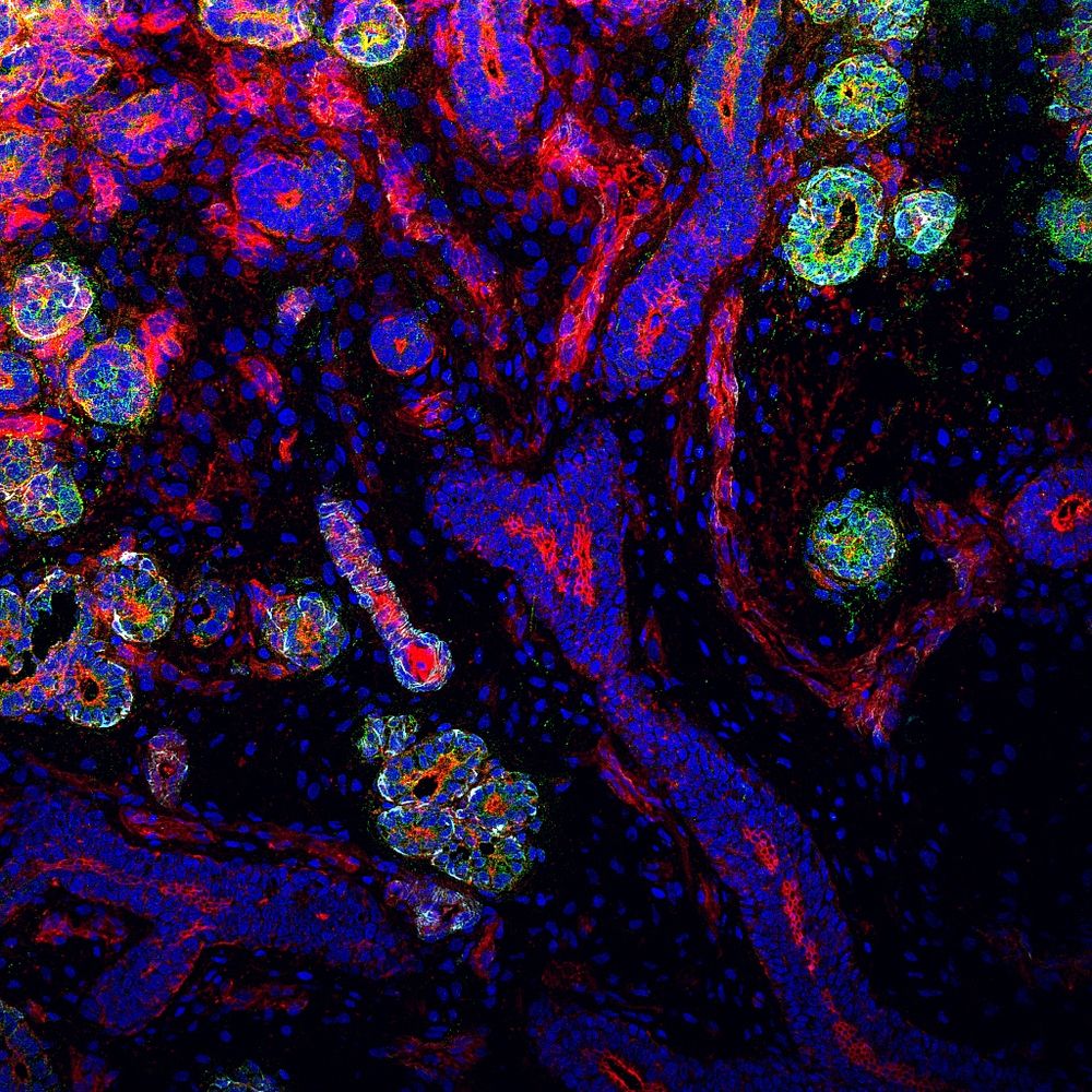 Salivary Exocrine Research Group