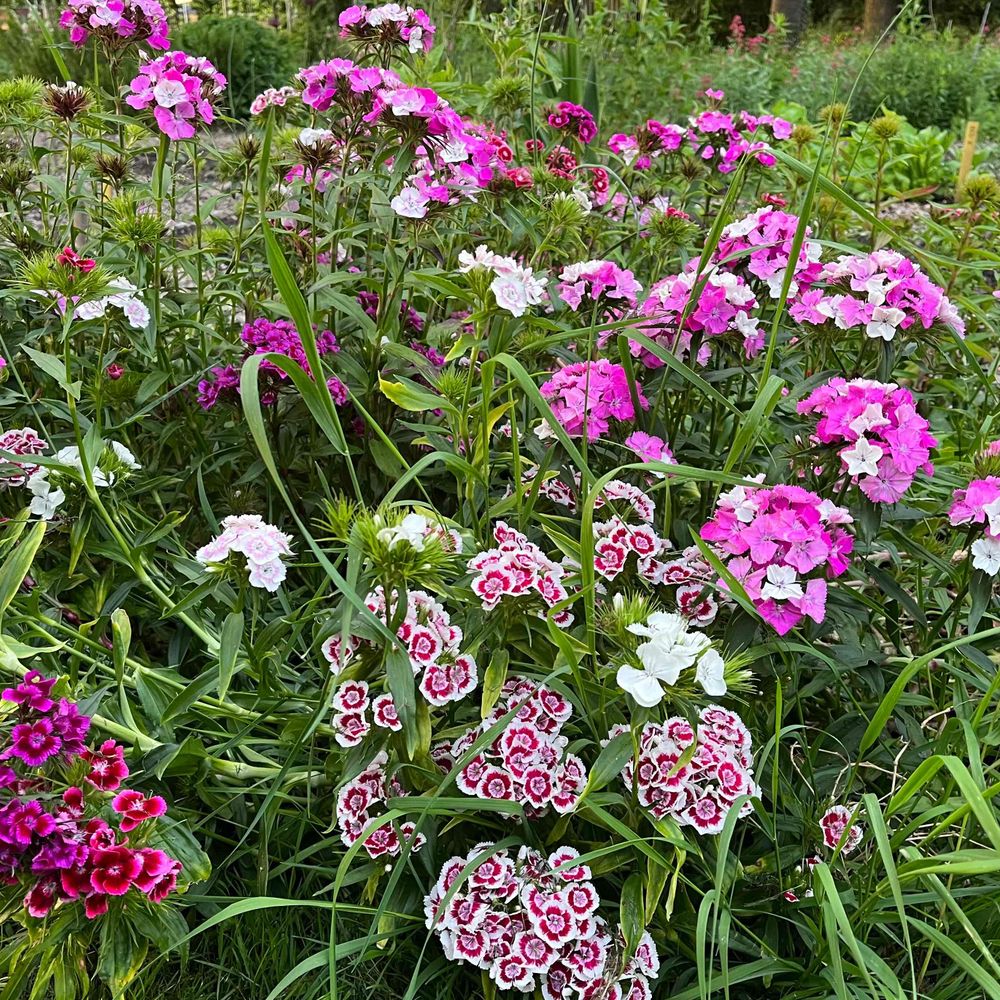 Pluktuin Zuilen