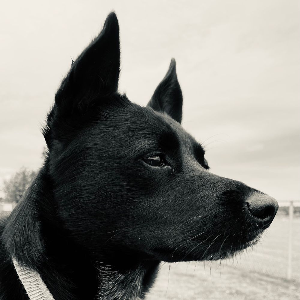 1habs1.bsky.social profile picture