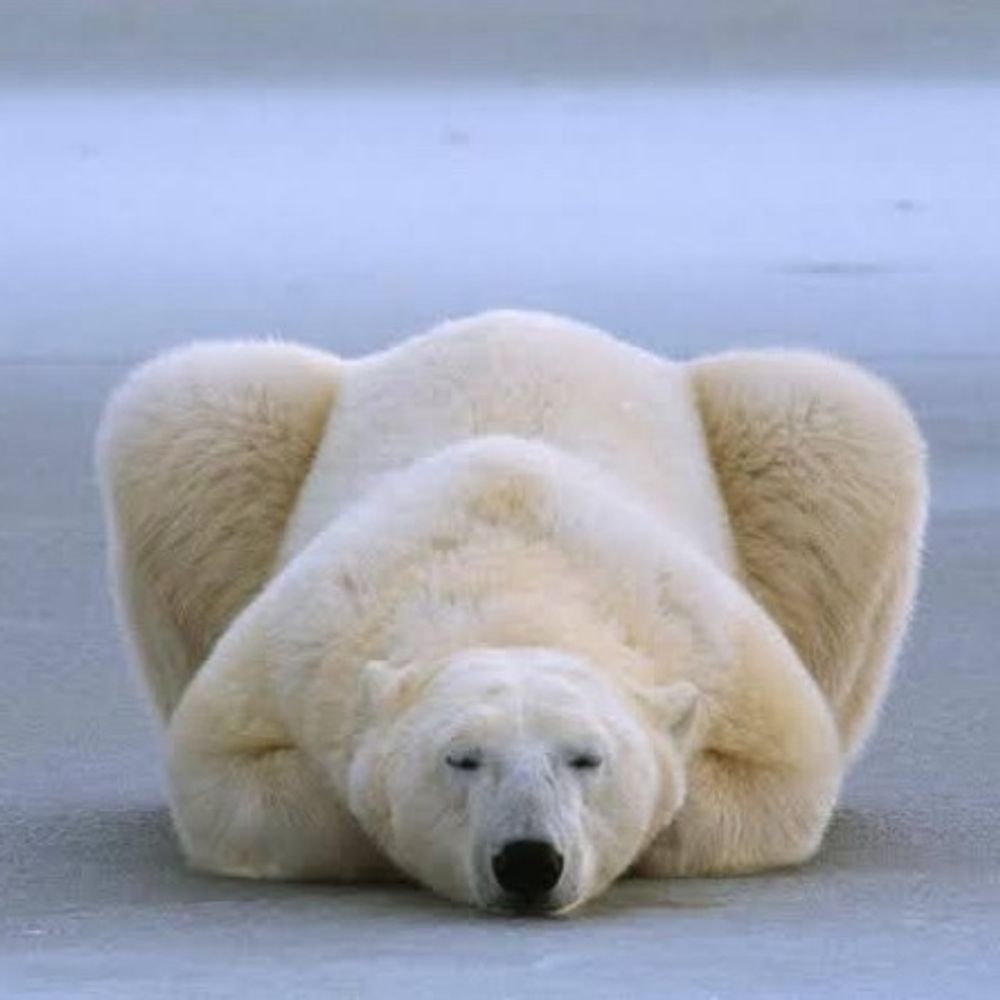 shirokuma