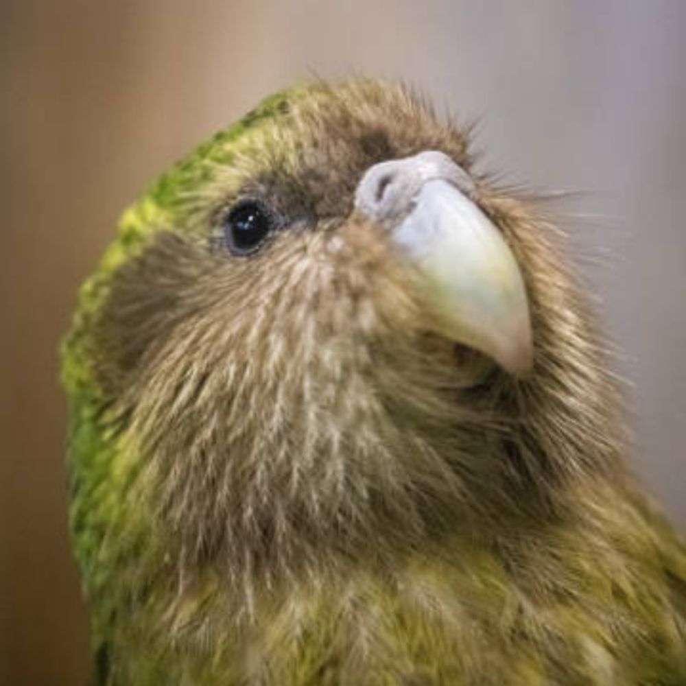 King Kakapo