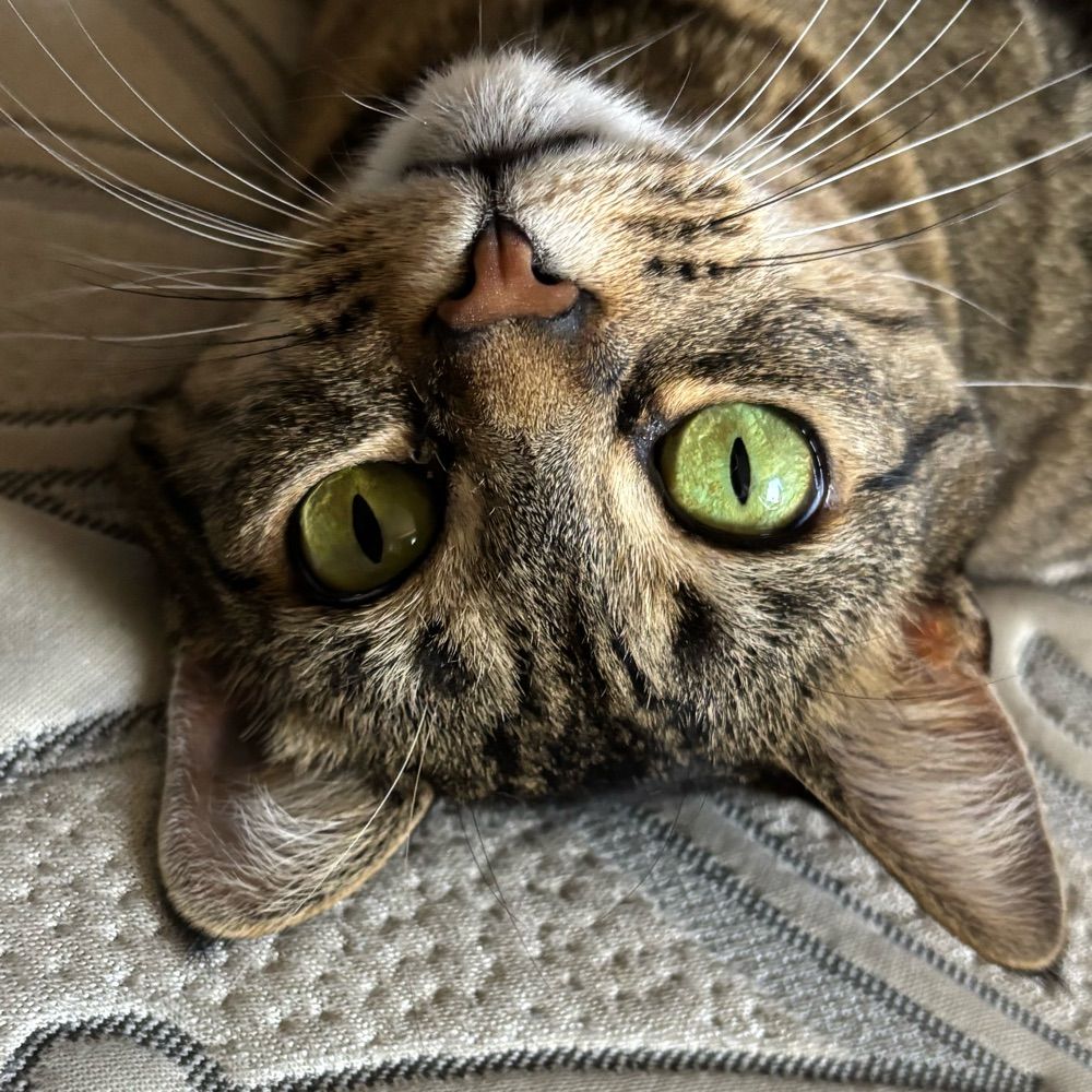 Lex