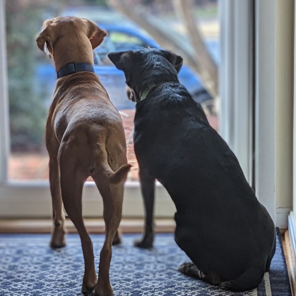 runt-of-litter.bsky.social profile picture