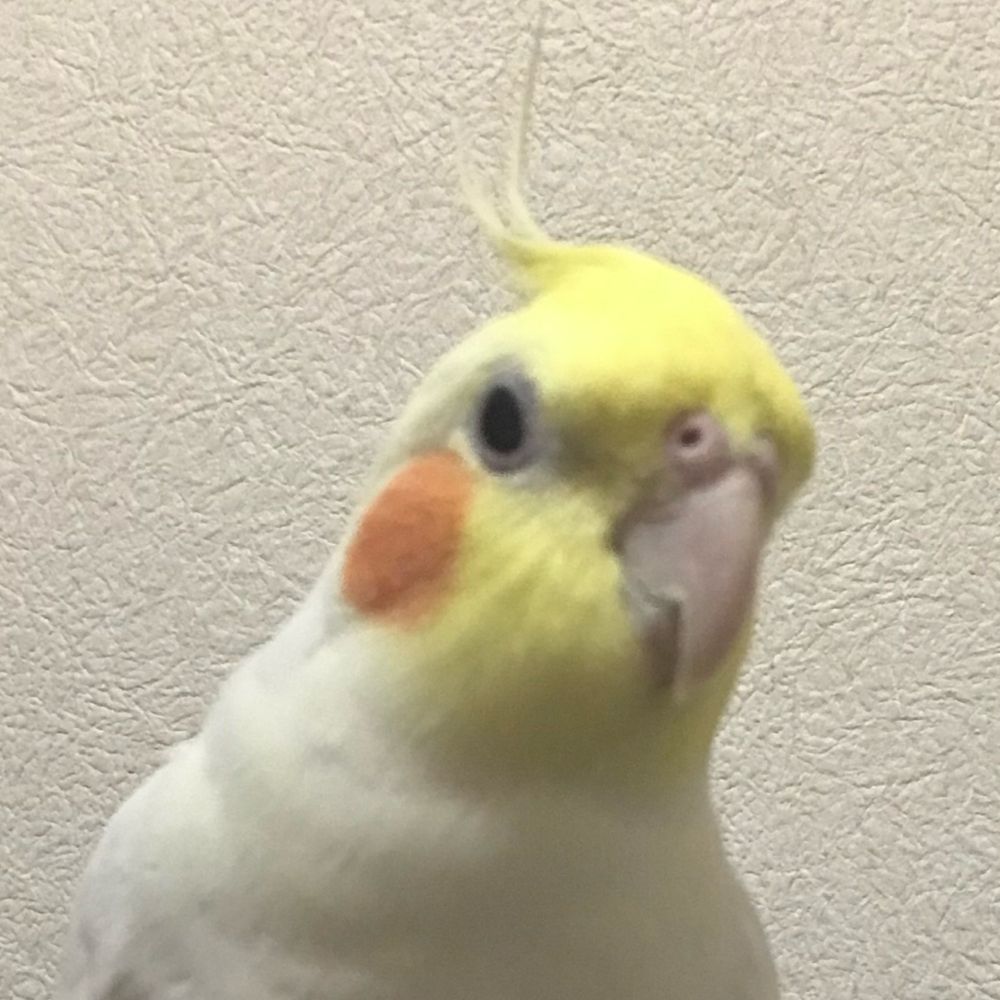 もふぴよ