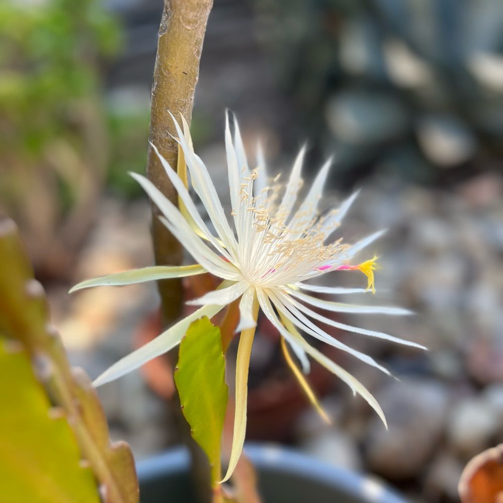 Epiphyllum