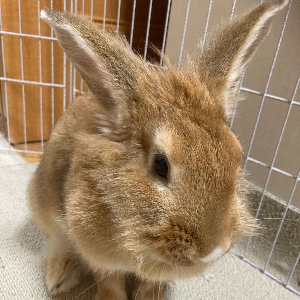 穴掘るにゃんこ堂