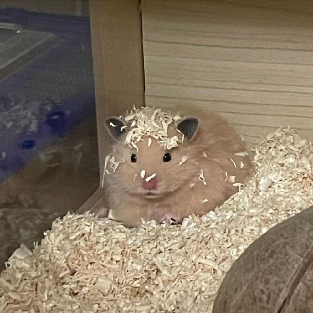 햄토