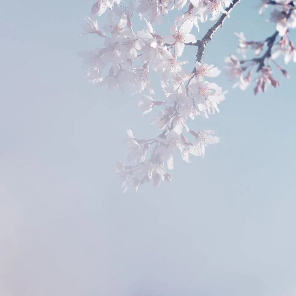 花緤