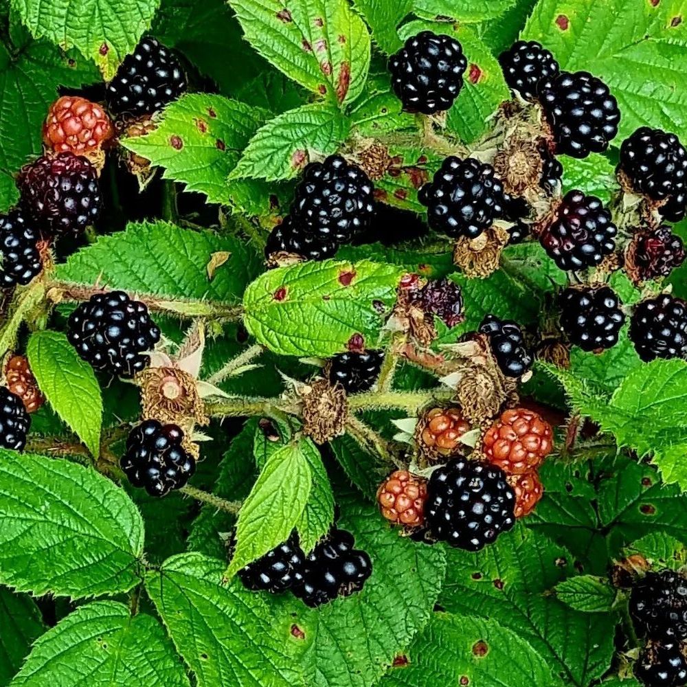 Bramble