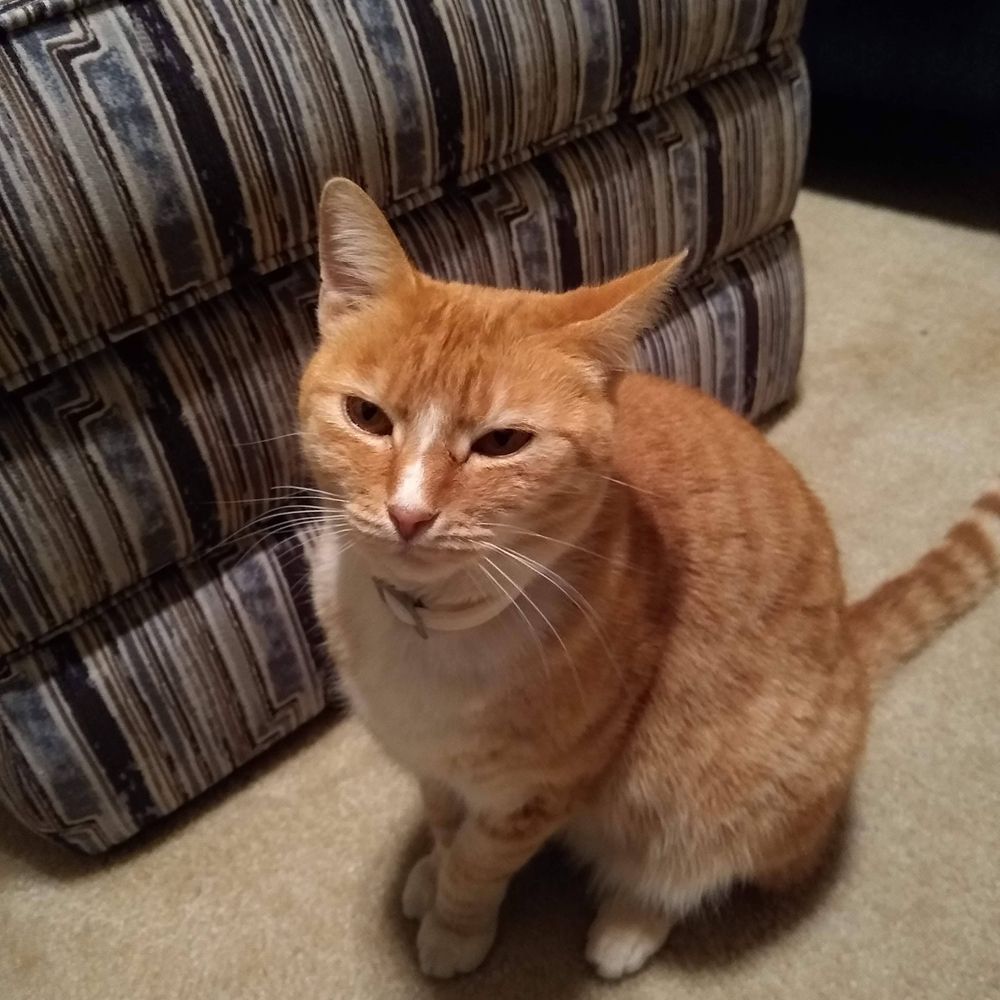 A Cat