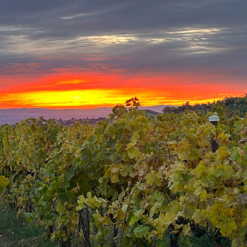 Wilridge Vineyard, Winery & Distillery