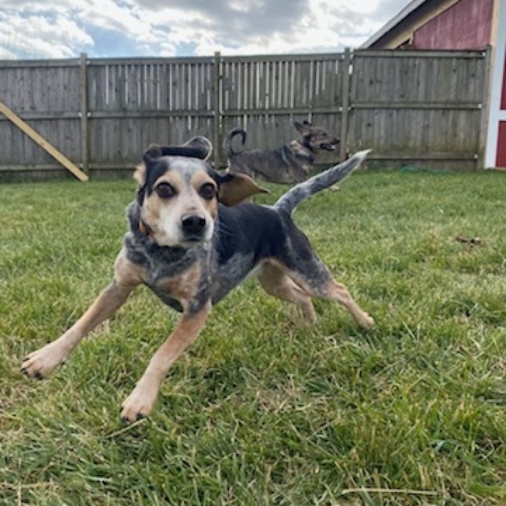 Bonnie the bluetick beagle