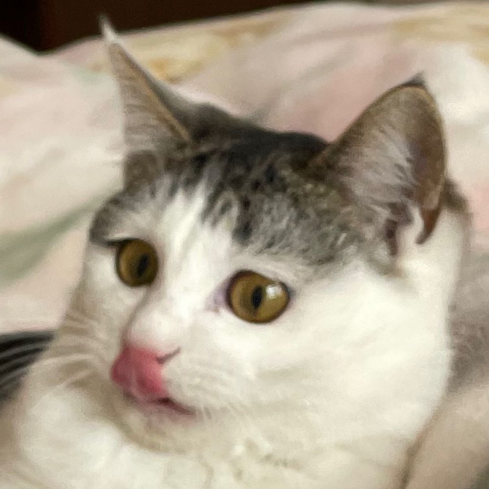 ぬこやま