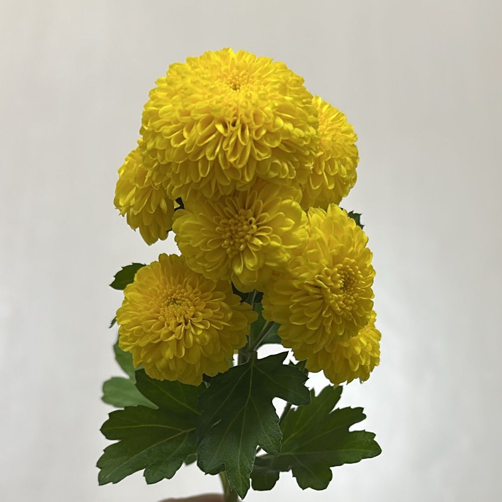 マル