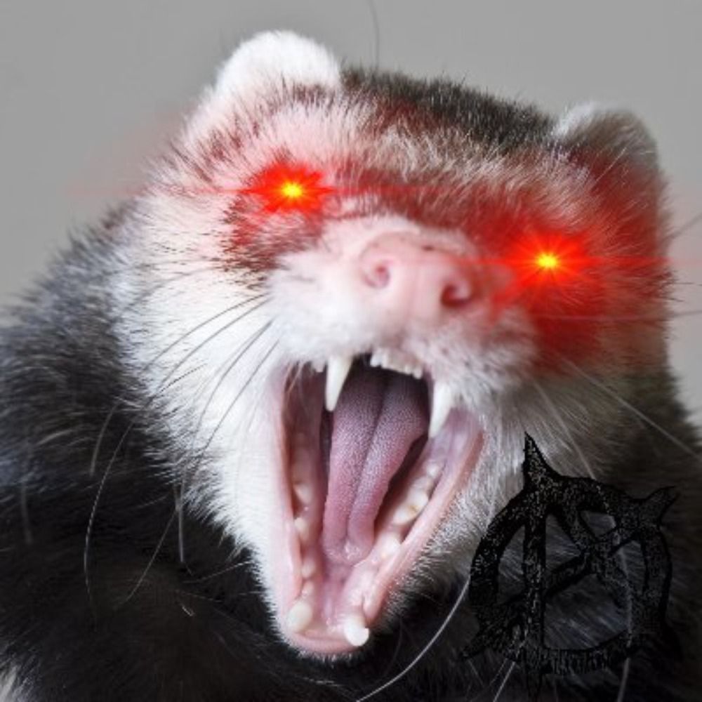 AnarchoFerret