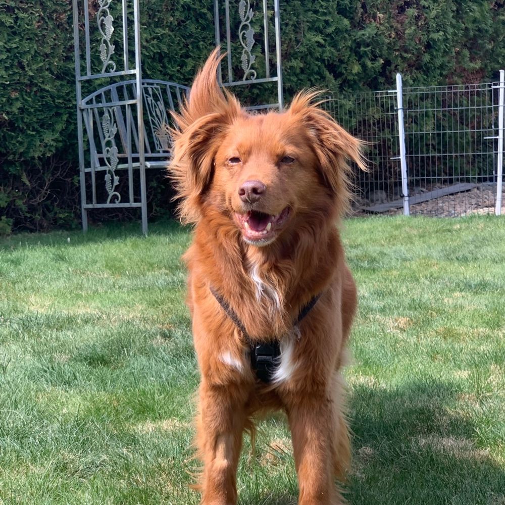 Dalry Duck Tollers