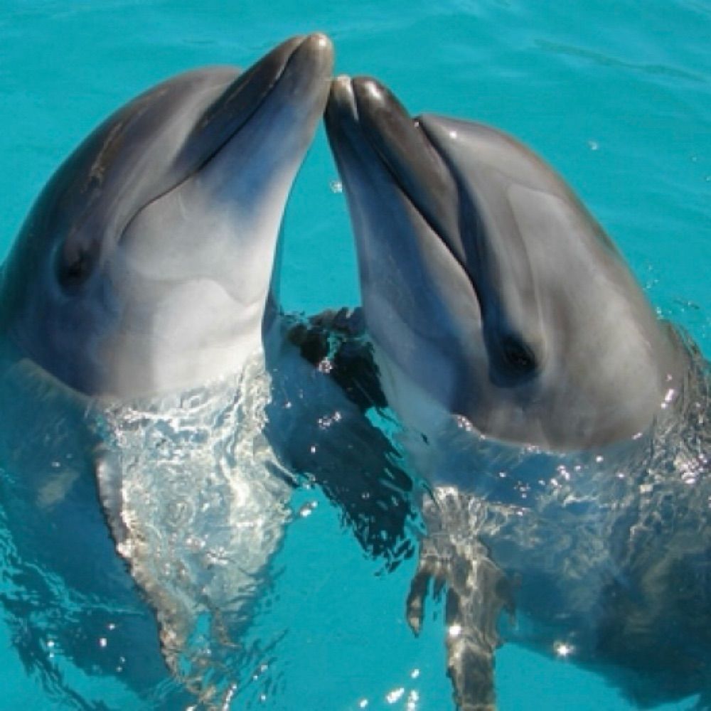 Blue Dolphin 36