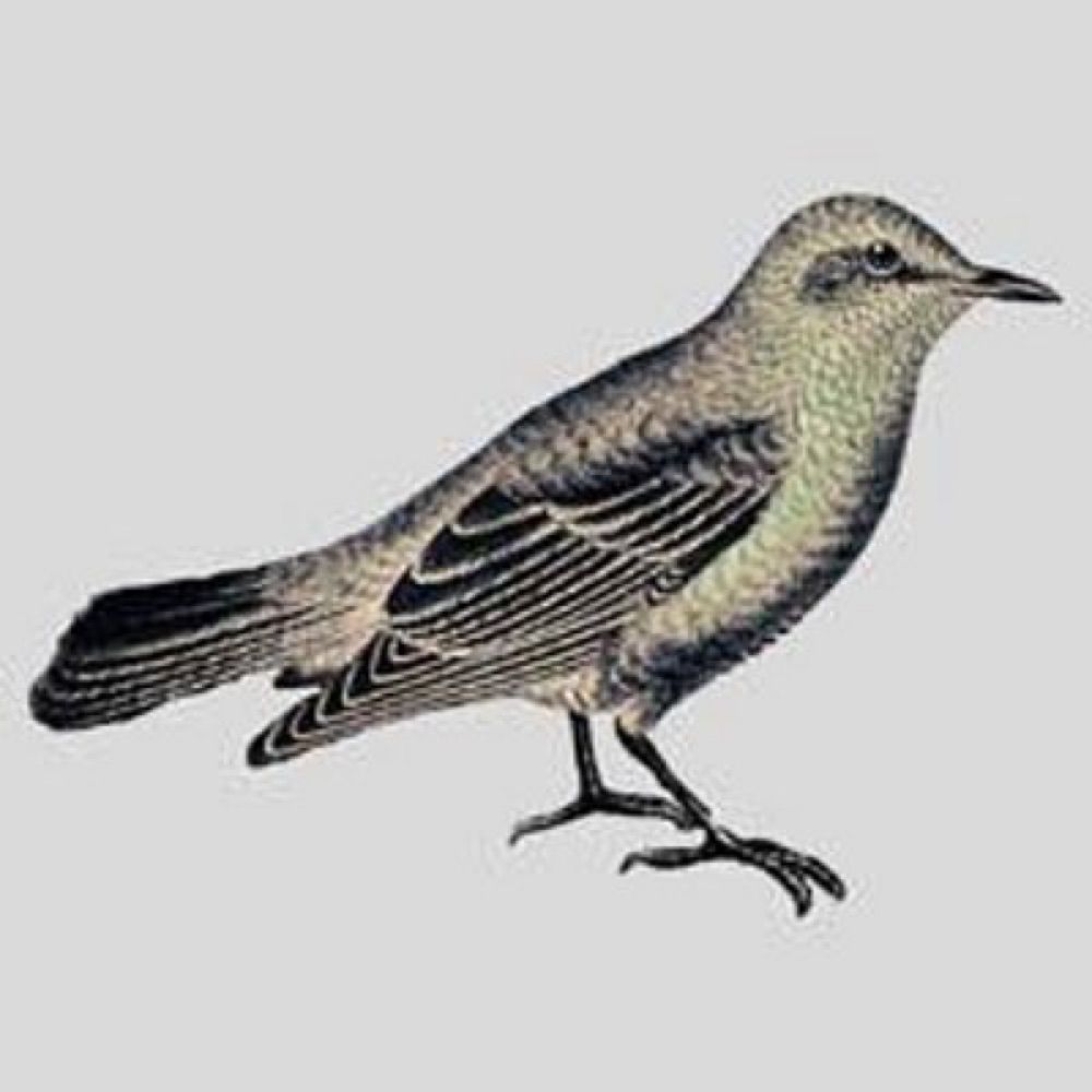 little gray bird