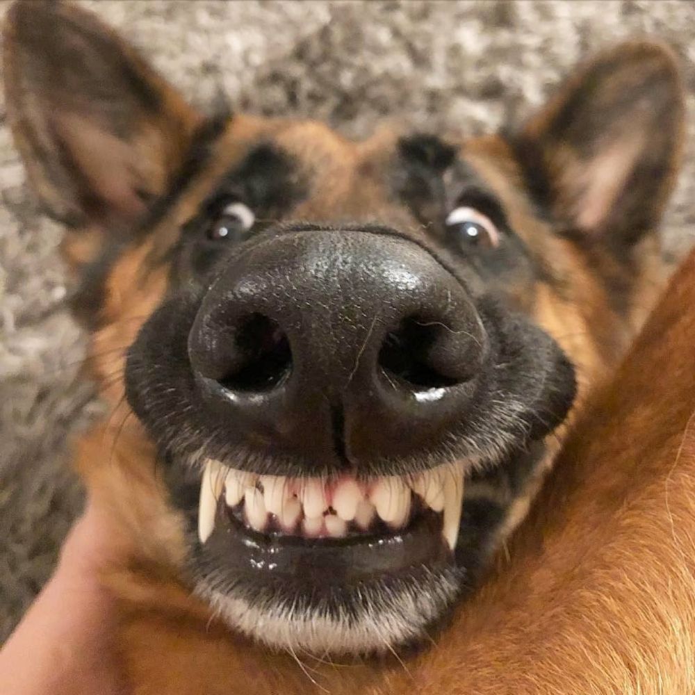 Vulcanliz