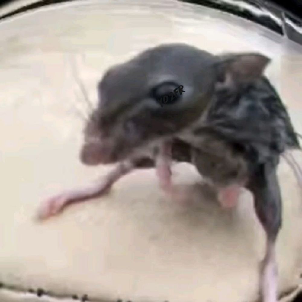 N0IR