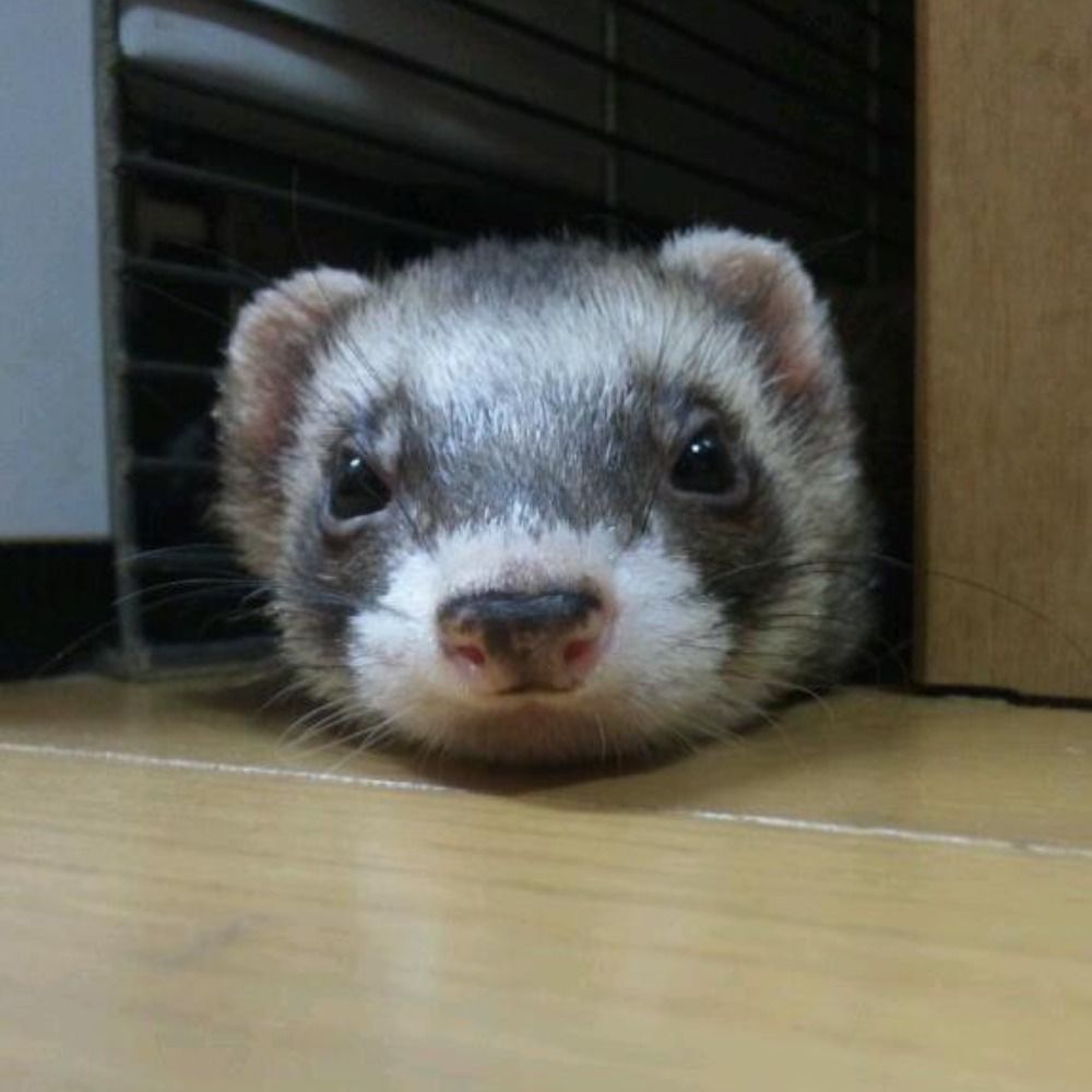 カワウソ座