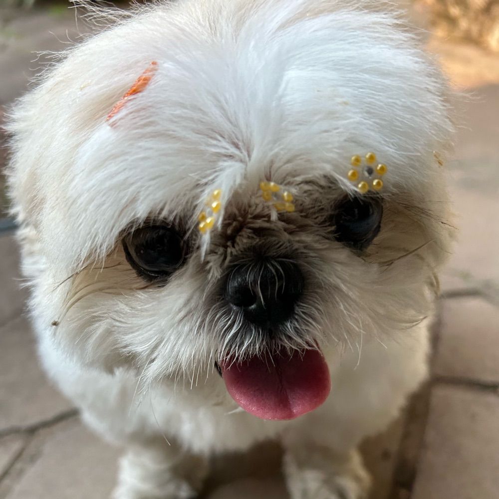 lili