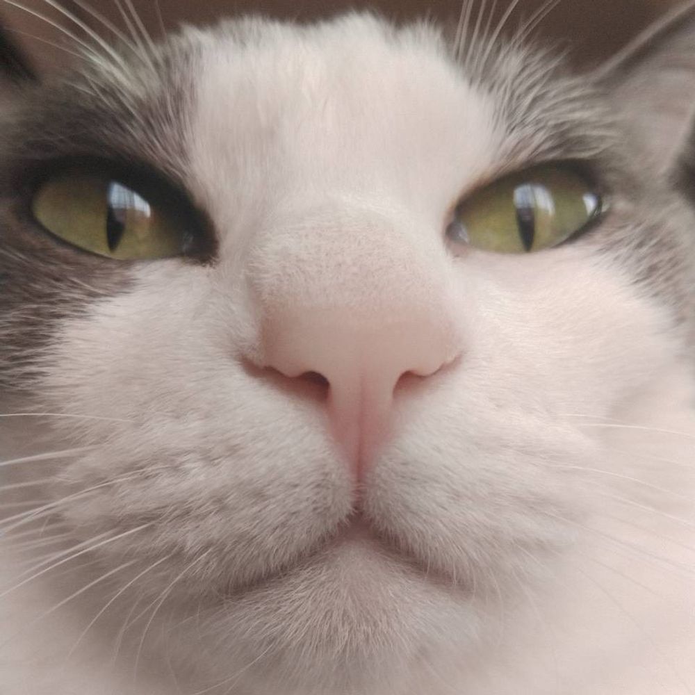 miow_mew