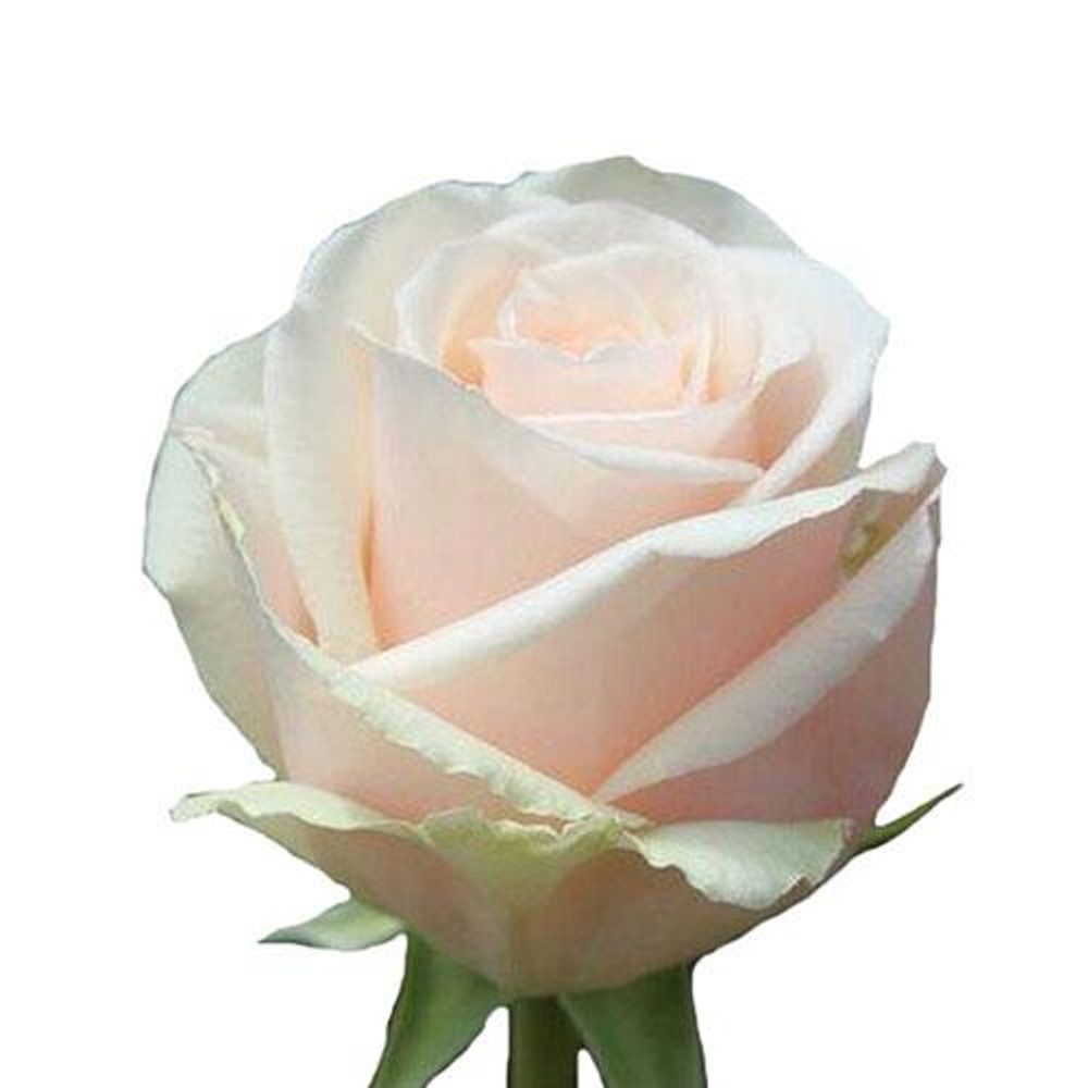 RoseAnnJenny