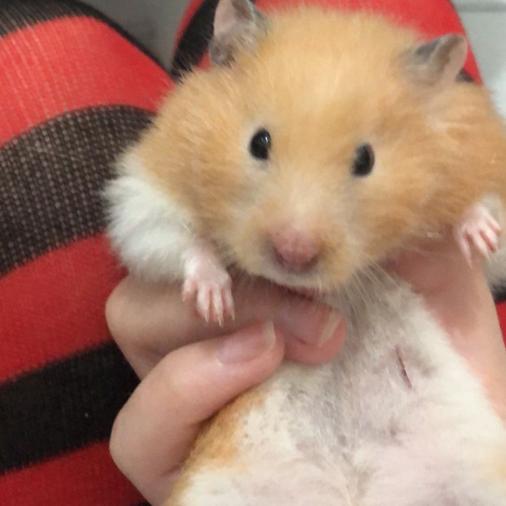 pimpolho