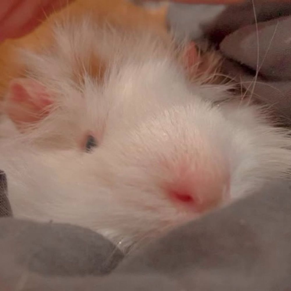 APN 🐹