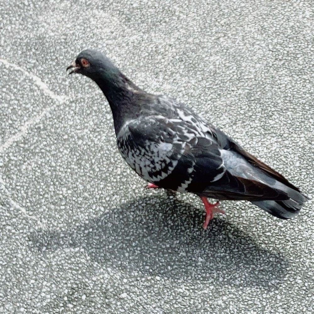 戸坂