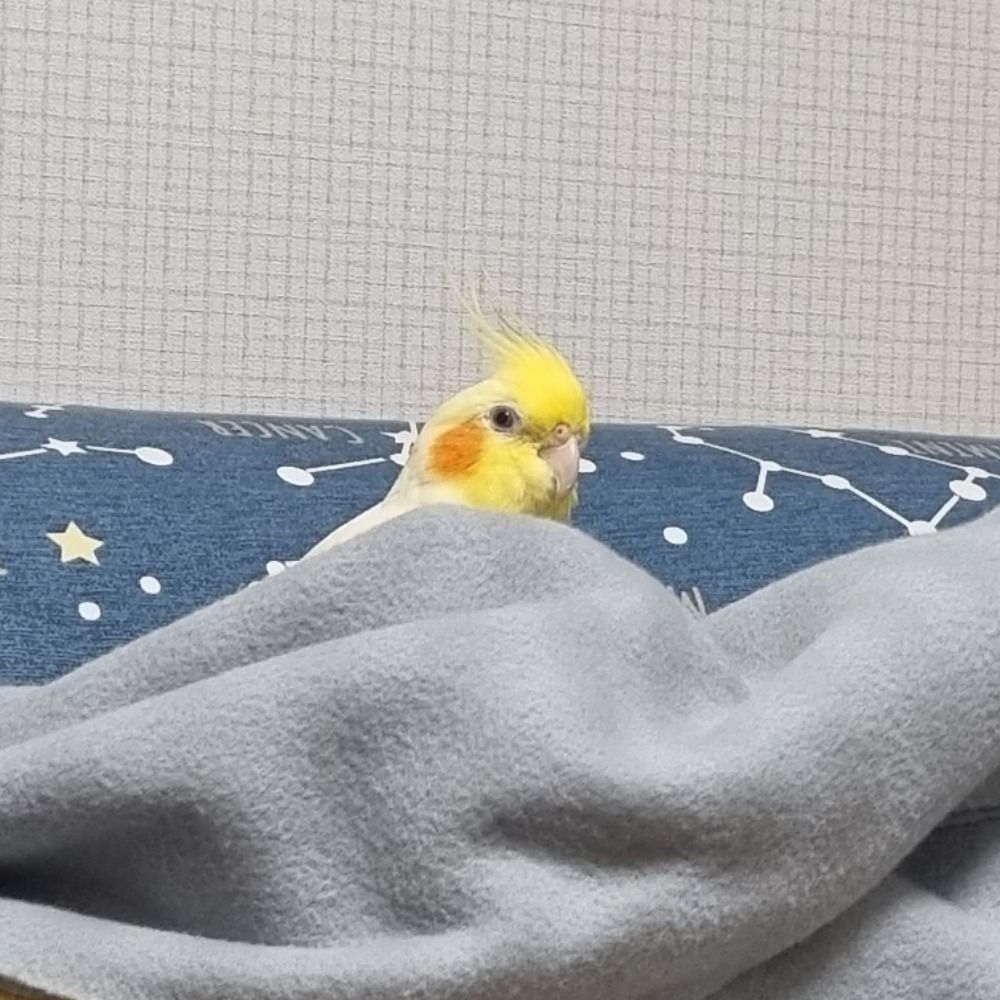 루이는쭈인님