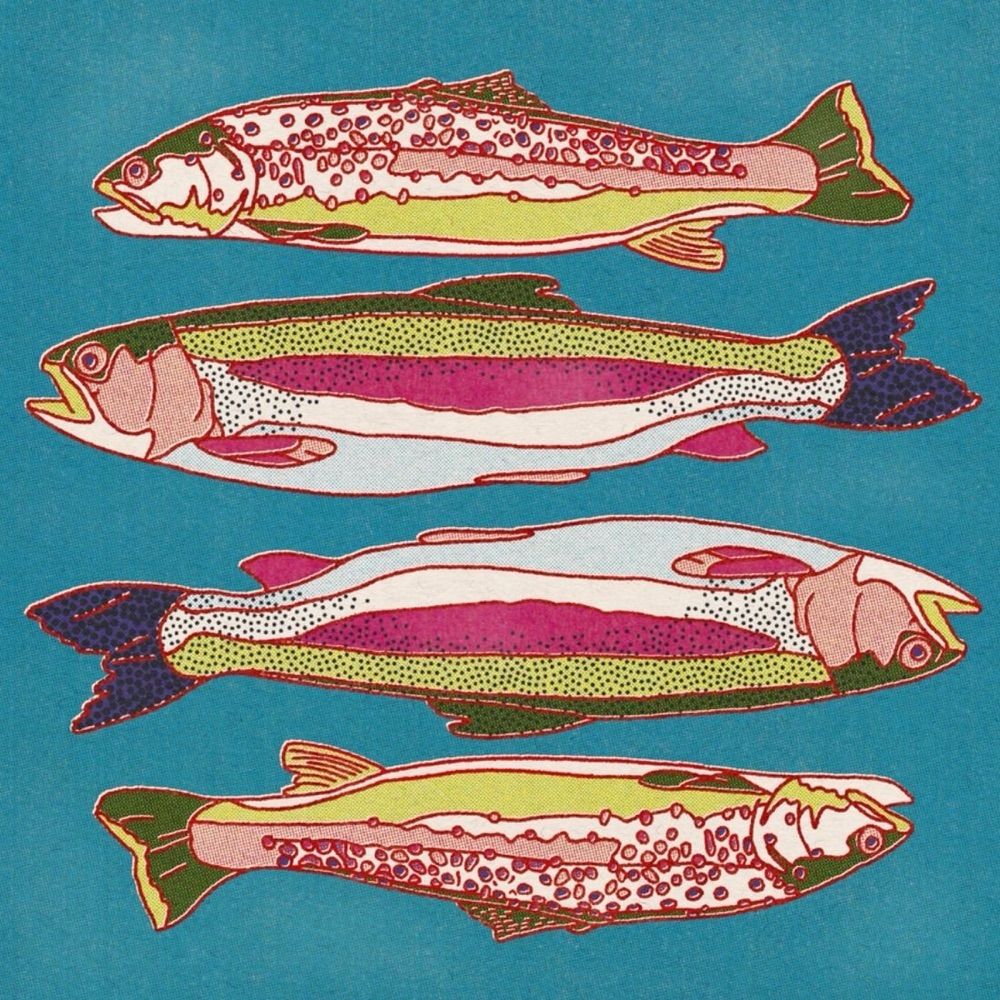 Commander fish