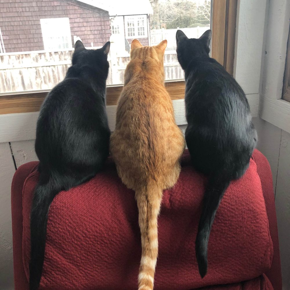 Cpkitties