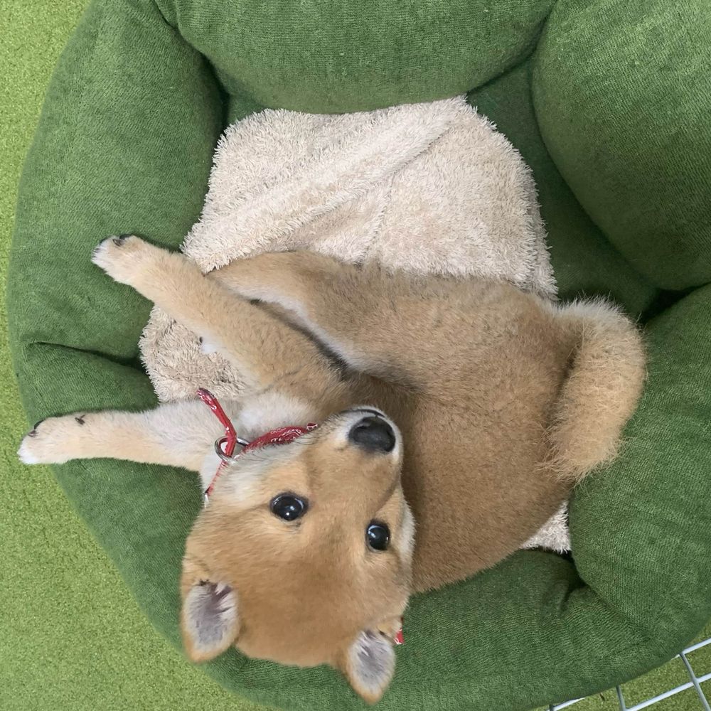 もちいぬ