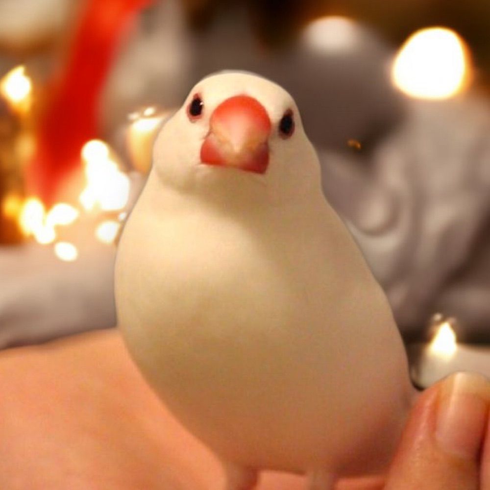 白文鳥のゆきちゃん