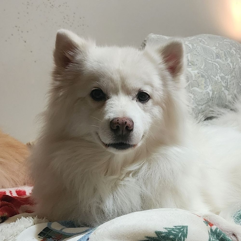 Ohio American Eskimo Rescue