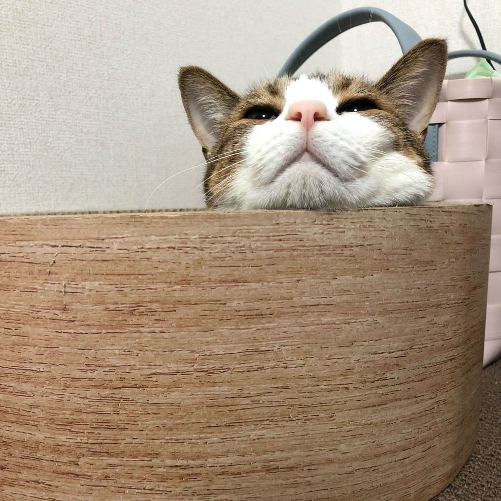 ちくわにゃん