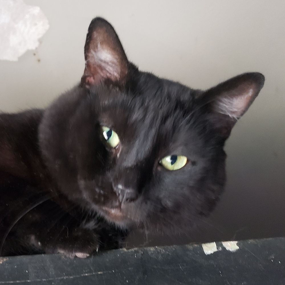 Gina