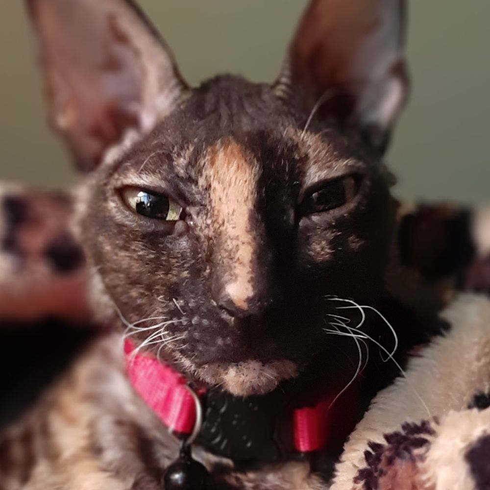 Cleo