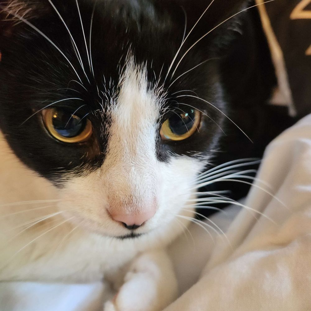 CalmKitty