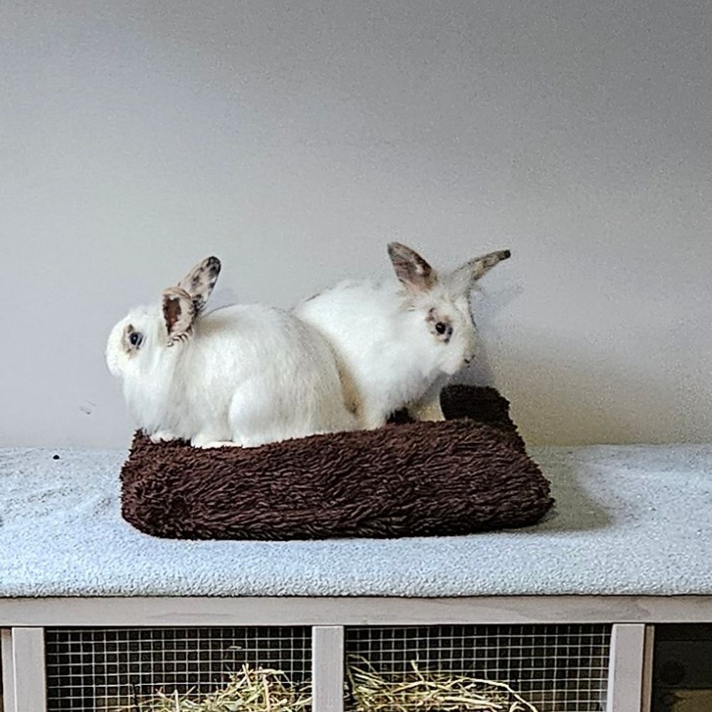 Pip